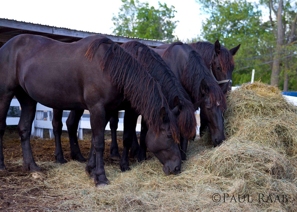 horses munch hay FB